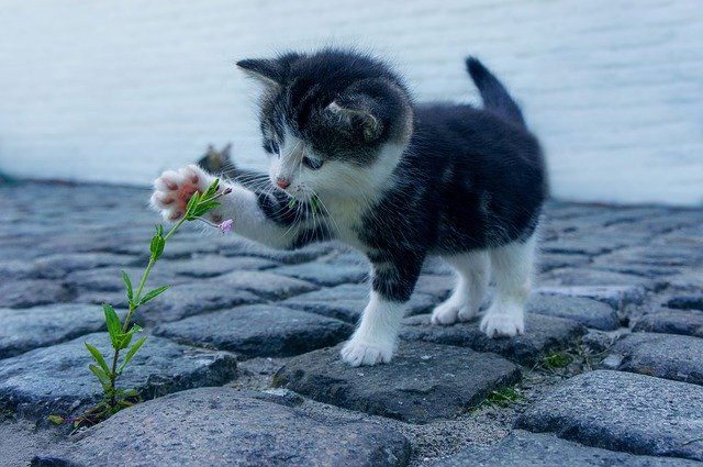 Kätzchen spielt mit einer Blume
